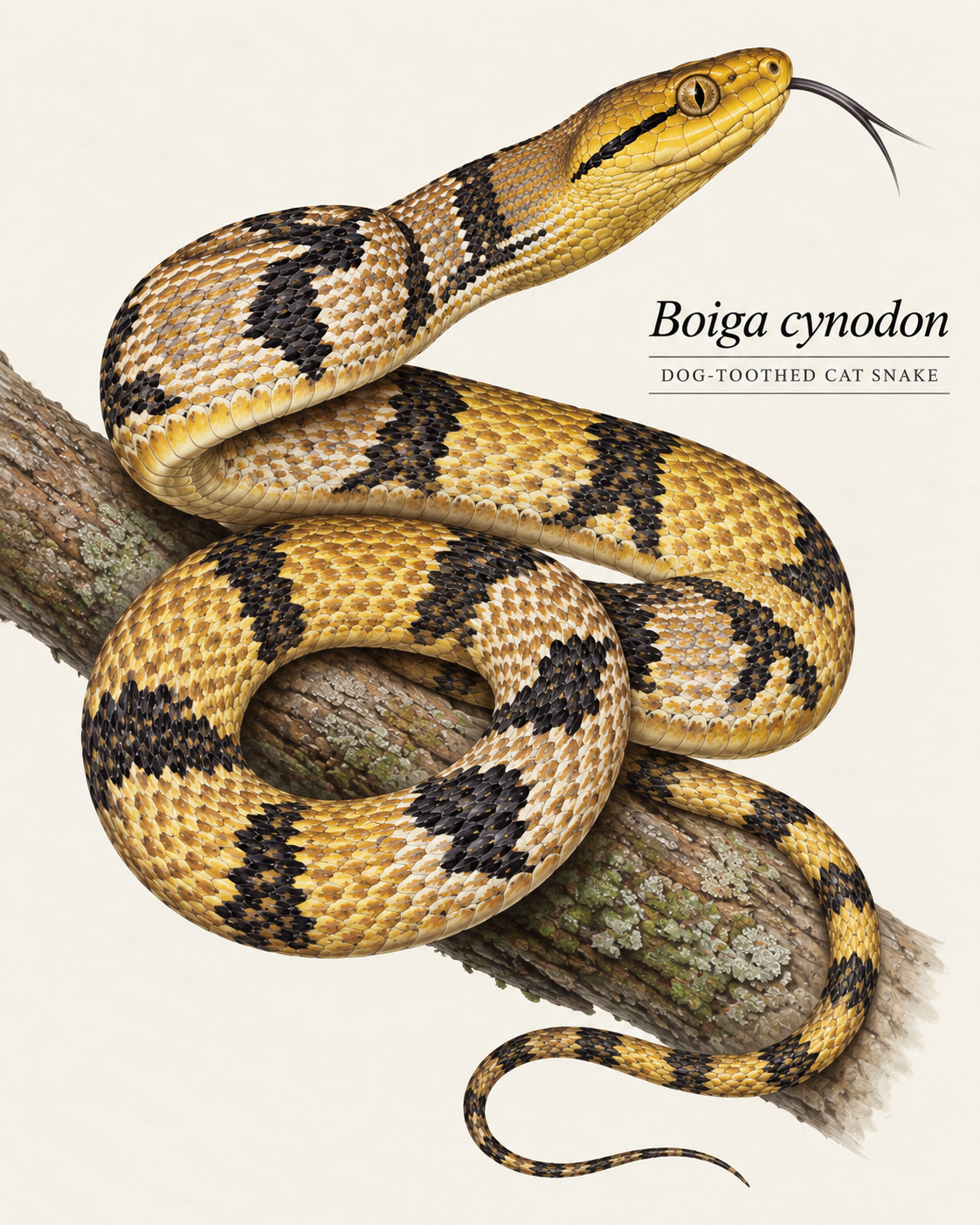 Boiga cynodon Portrait