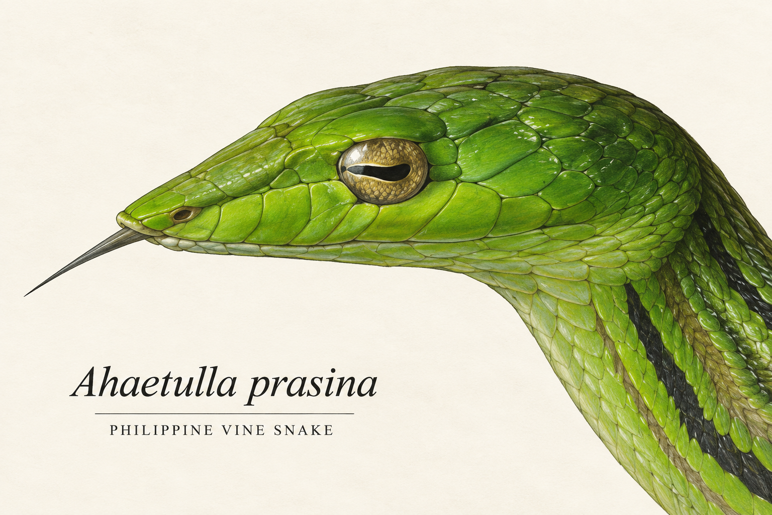 Ahaetulla prasina Portrait