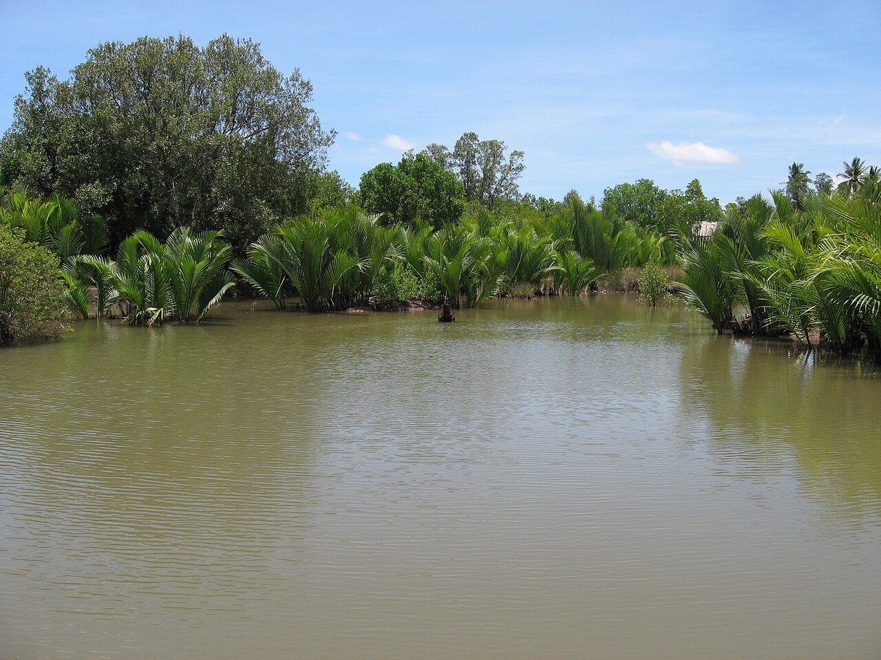 Mangrove wetland and nipa palms beside a calm tidal channel on Bohol