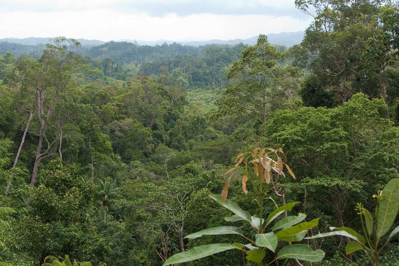 Interlocking green tree crowns covering a rainforest valley in northern Palawan