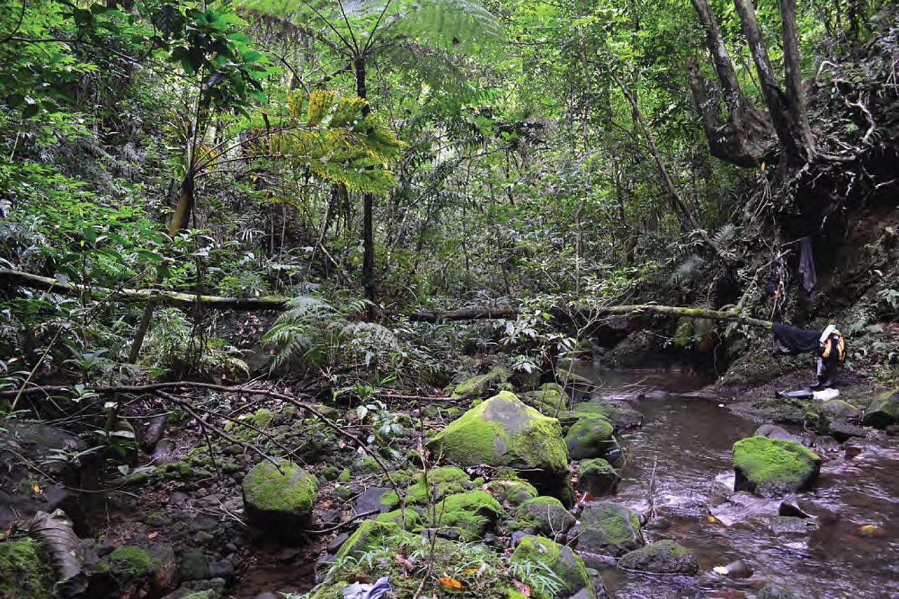 Shallow rocky stream beneath mature forest at Mount Cagua